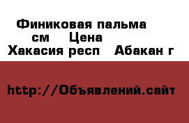 Финиковая пальма 160 см. › Цена ­ 8 000 - Хакасия респ., Абакан г.  »    